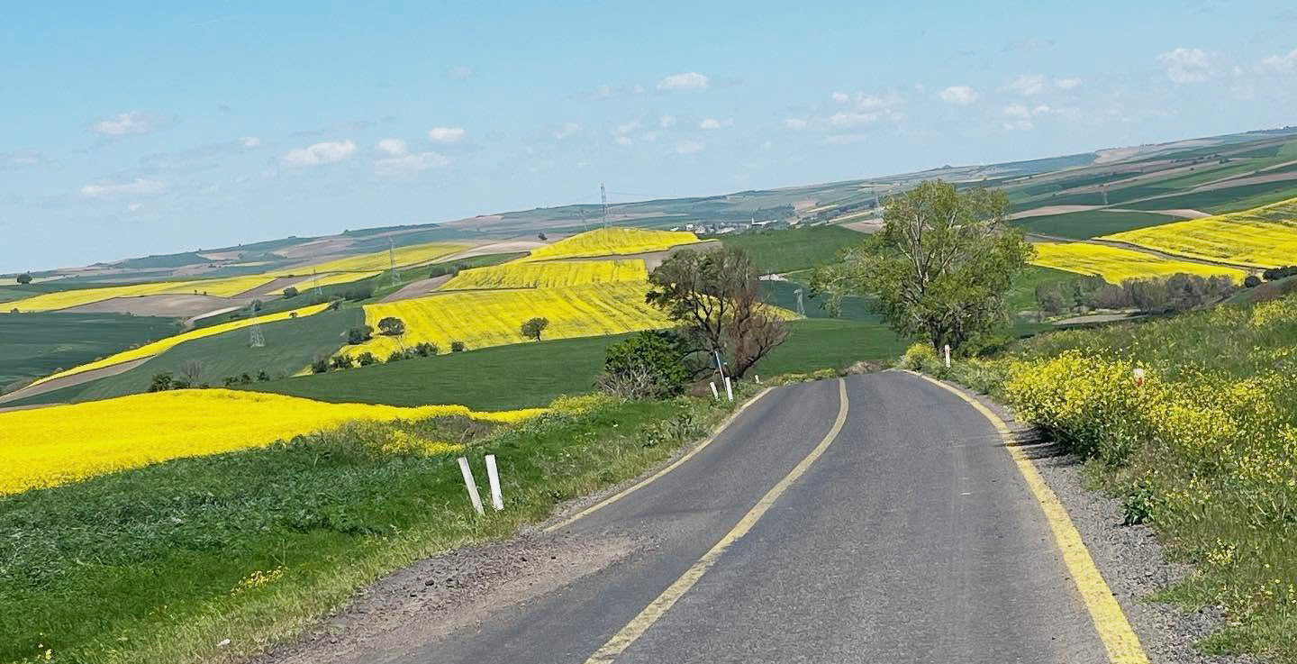 Kanola tarlaları görsel şölen oluşturdu