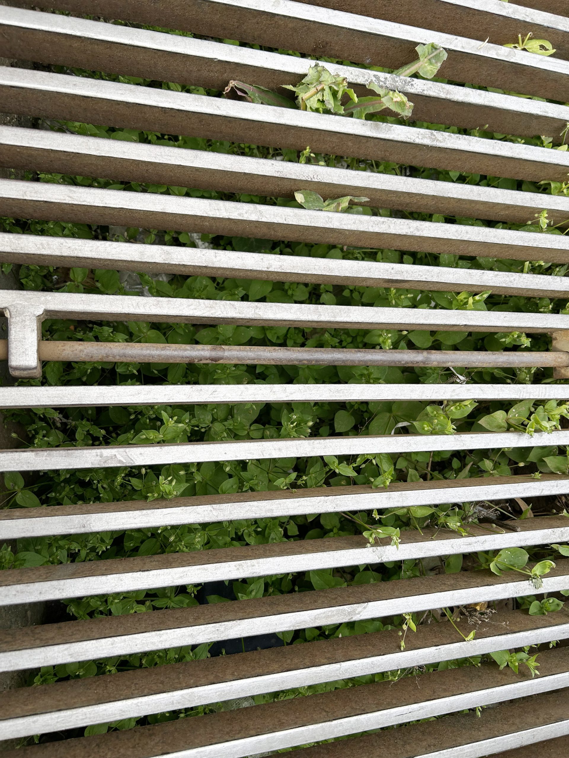 Mazgallar tehlike saçıyor