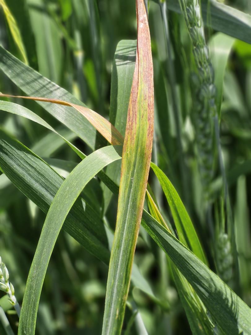 Arpa Sarı Cücelik Virüsü (Barley Yellow Dwarf Virus – BYDV) Hakkında
